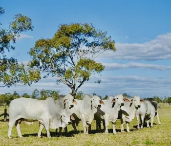 cows